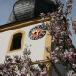 Kirchturm im Fr&uuml;hling mit bl&uuml;hender Magnolie